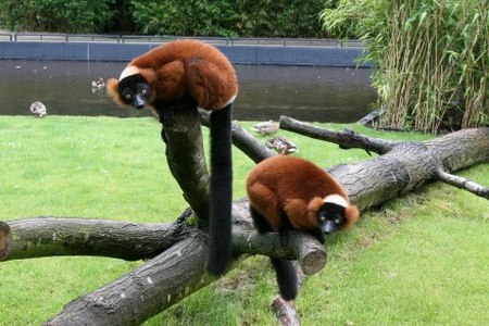 Zoos v. Museums