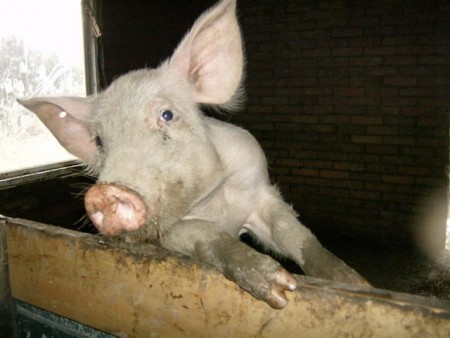 Senseless slaughter