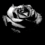 Wild Rose