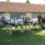 The Đakovo Stud Farm