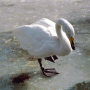 Zoological garden