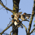 Birdwatching Croatia