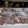 Fish Market