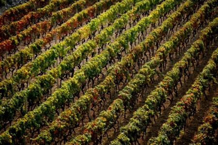Wines of Zagreb County