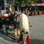 Horse cart rides