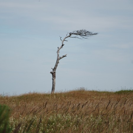 Tree mourned in Liepāja