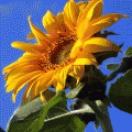 Flowers & Plants