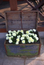 Flowers & Plants