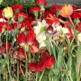 Flowers & Plants