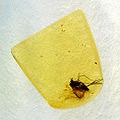 Amber