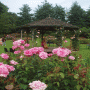 Belfast International Rose Trials