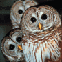 World Of Owls
