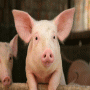 Ark Open Farm
