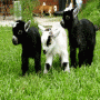 Funny Farm Adventures