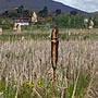 Bog Meadows