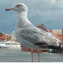 Tricity Tours