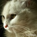 Blofeld