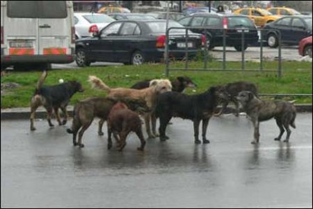 Stray Dogs in Bucharest