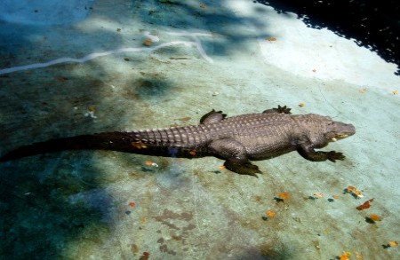 Belgrade's Creatures: Muja the Alligator