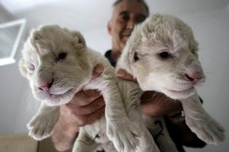 Belgrade's Creatures: White Lions