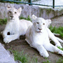 Children