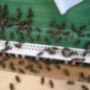 Beekeeper Krulec