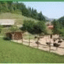 Vrba, ostrich farm 