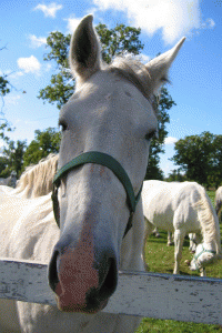 Lipica and The White Horses