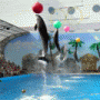 Dolphinarium