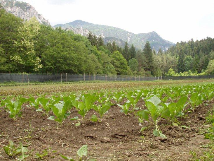 Azienda Agricola Luigi Faleschini