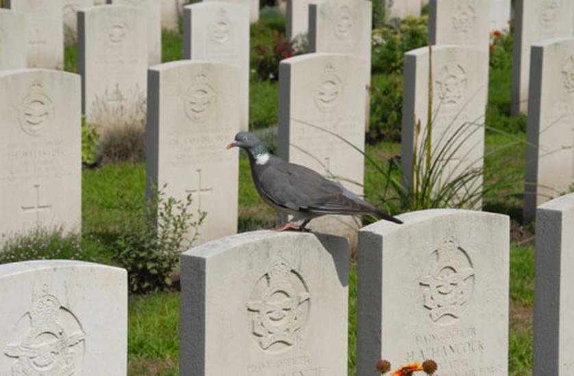 Eindhoven-Woensel Cemetery