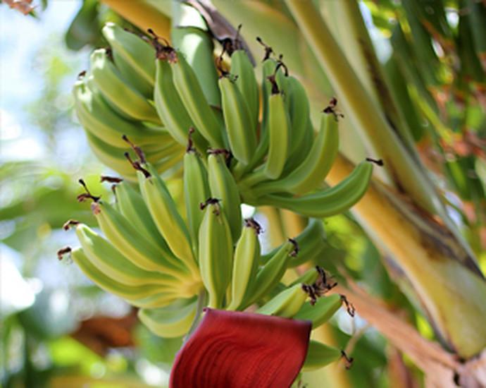 Den Dunki National Park