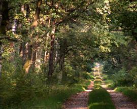 Niepołomice Forest