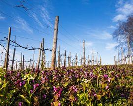 Stec Family Vineyard