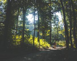 Las Wolski: Kraków's Forest Sanctuary