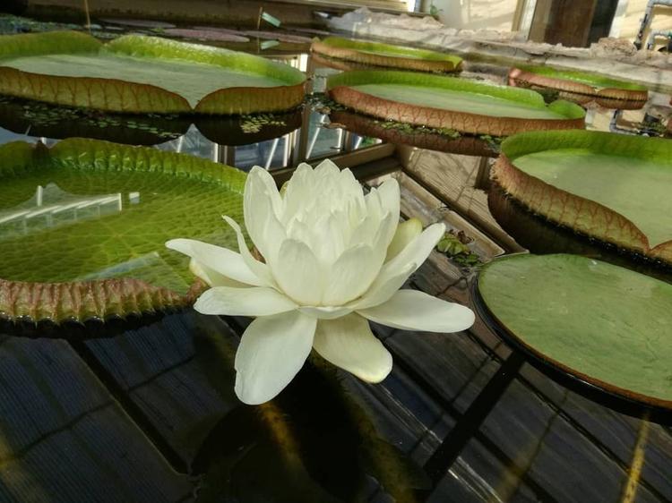 Orto Botanico (The Botanical Gardens)