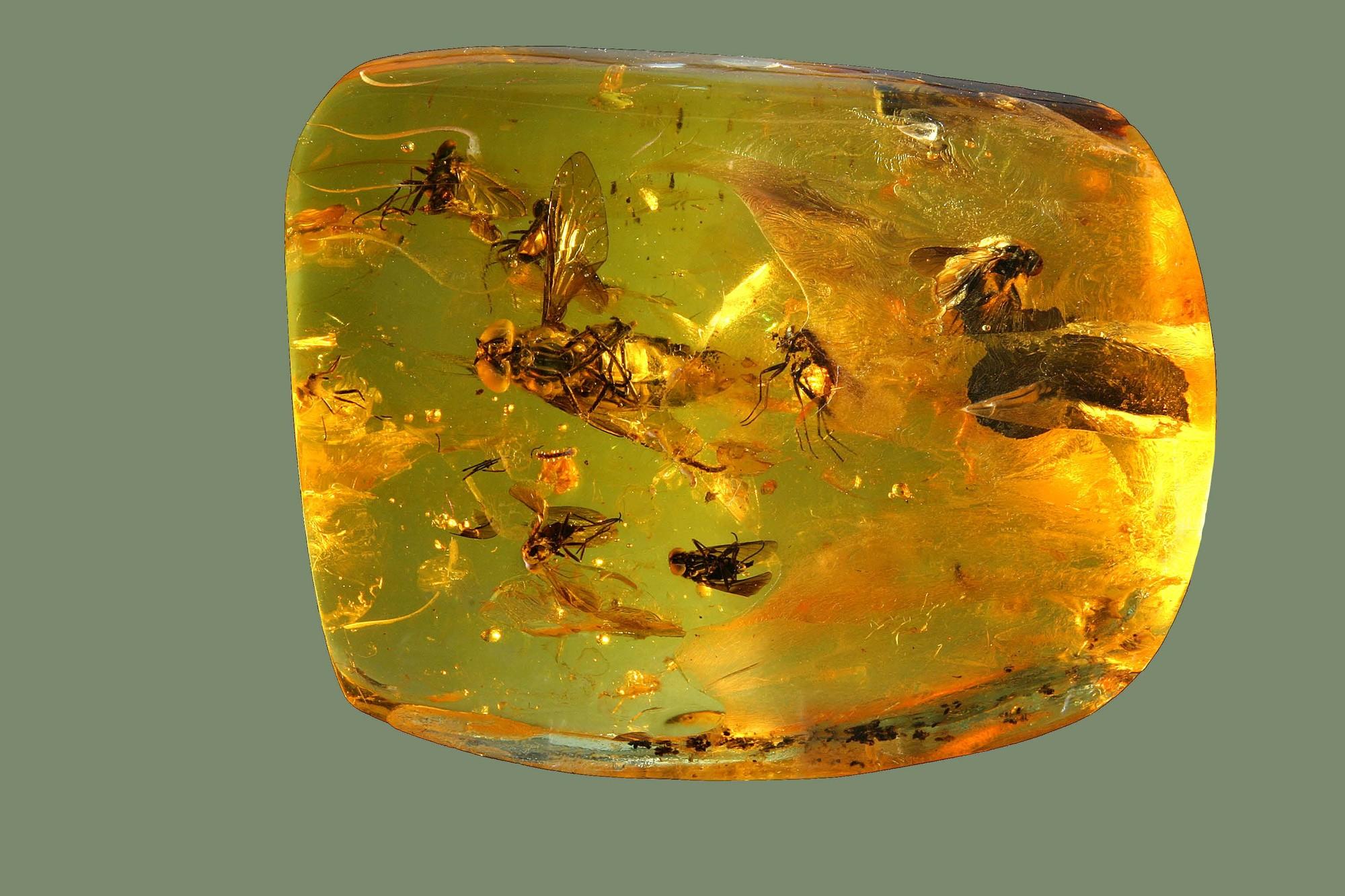 Amber Museum-Gallery