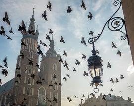 The Legend of the Pigeons of Kraków