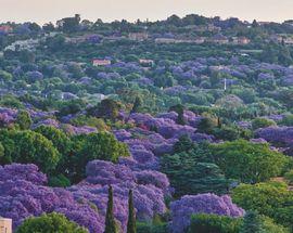 Jacaranda spring in Gauteng