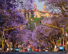 Where to see Pretoria's jacaranda spring