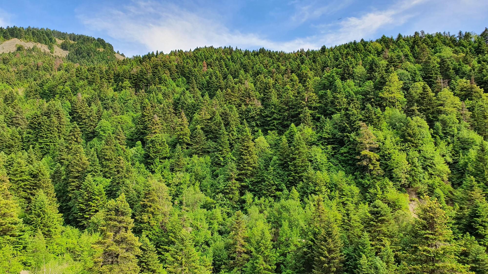 Fir of Hotova National Park