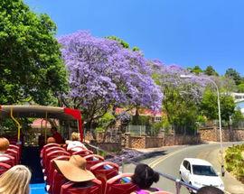 #JacarandaInYourPocket 2023 Jacaranda Photo Walks and Tours