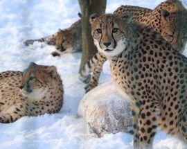 Gdańsk Zoo