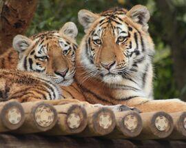 Johannesburg Zoo