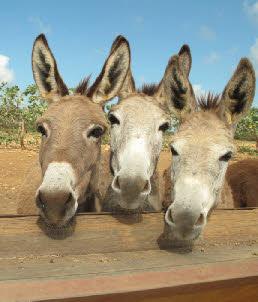 Donkey Sanctuary