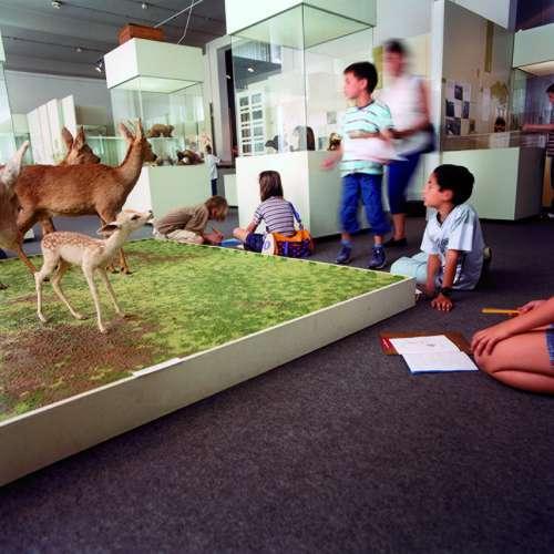 Brabant Museum of Nature