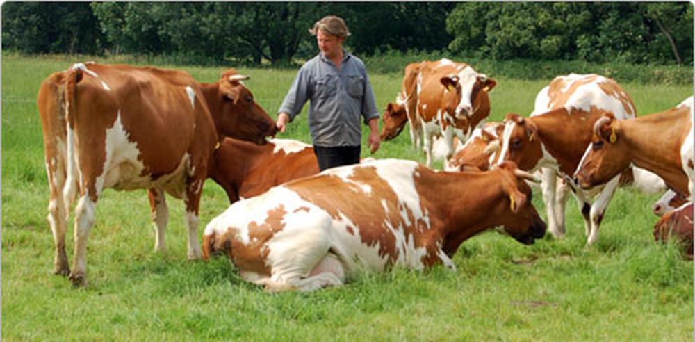 De Genneper Hoeve