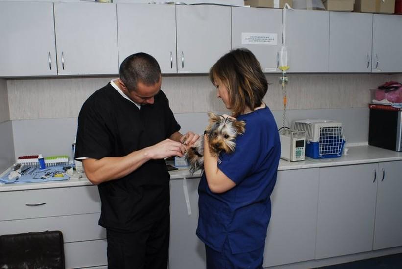 Blue Cross Animal Hospital (24 hours) and Boarding Kennels