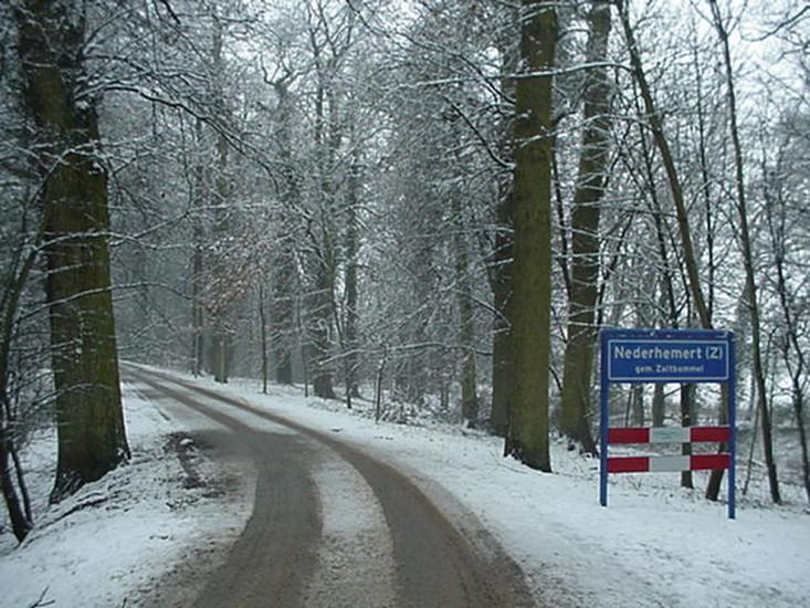 Populus x canadensis serotina