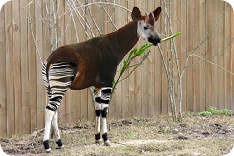 Pretoria Zoo
